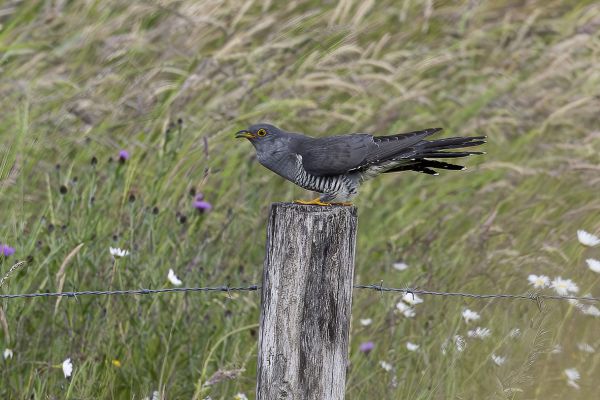 Common Cuckoo