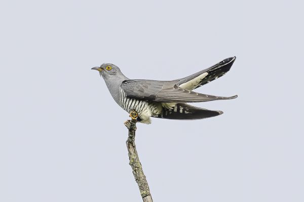 Common Cuckoo