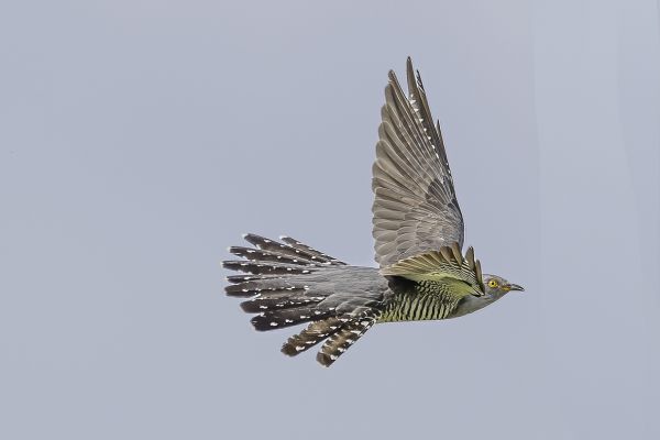 Common Cuckoo