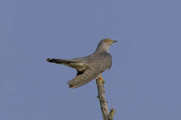 Common Cuckoo