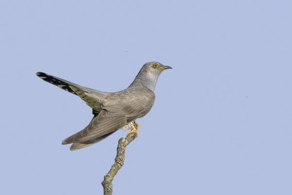 Common Cuckoo