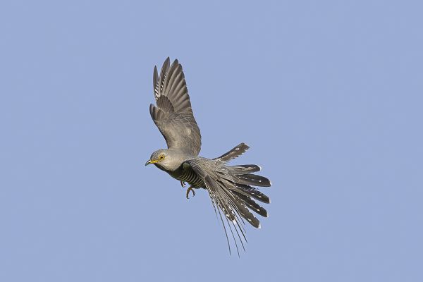Common Cuckoo