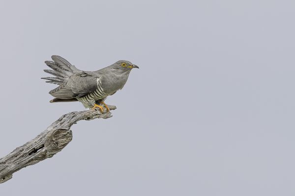 Common Cuckoo
