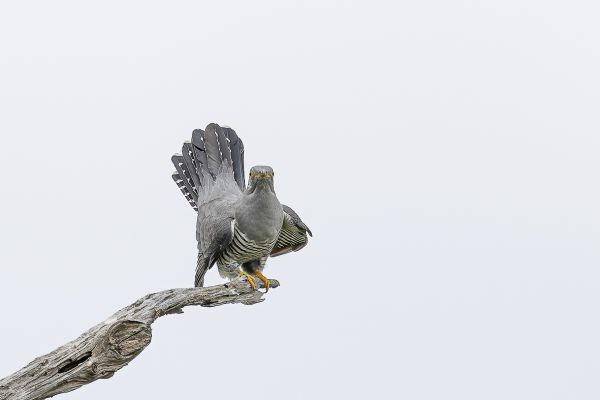 Common Cuckoo