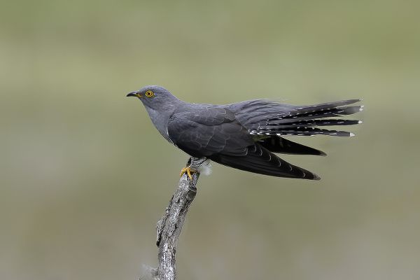 Common Cuckoo