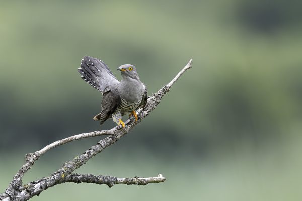 Common Cuckoo