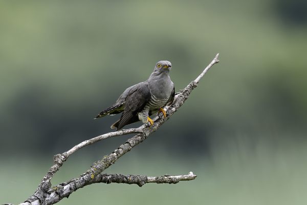 Common Cuckoo