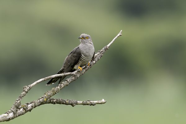 Common Cuckoo