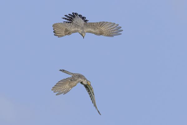 Common Cuckoo