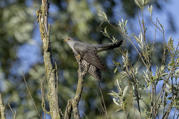 Common Cuckoo