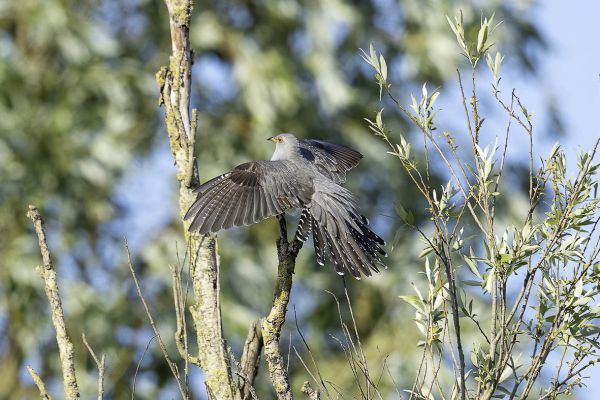 Common Cuckoo