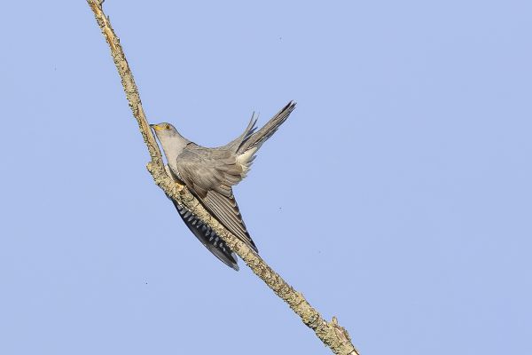 Common Cuckoo
