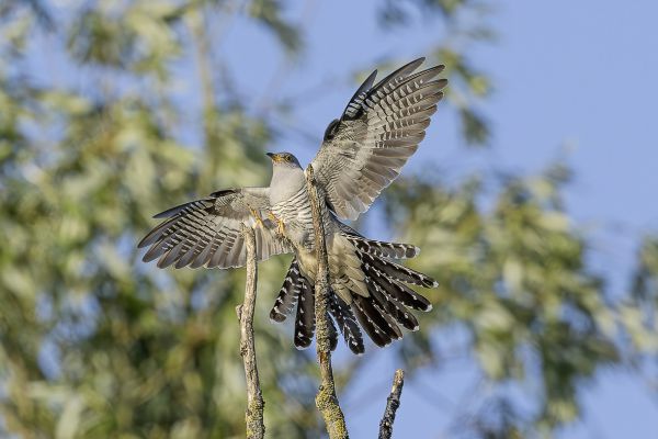 Common Cuckoo