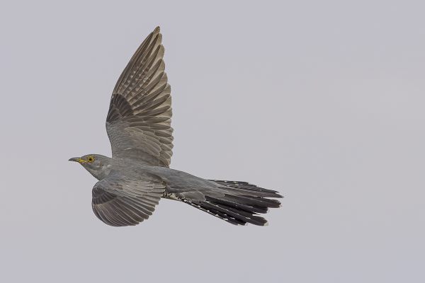 Common Cuckoo