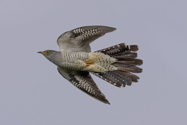 Common Cuckoo