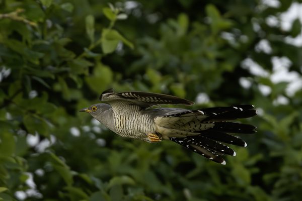 Common Cuckoo