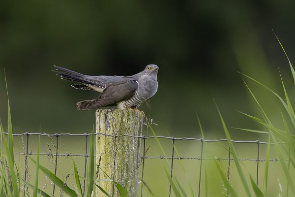 Common Cuckoo