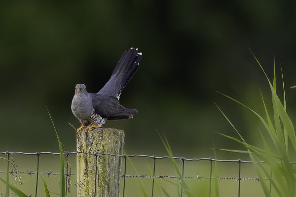 Common Cuckoo