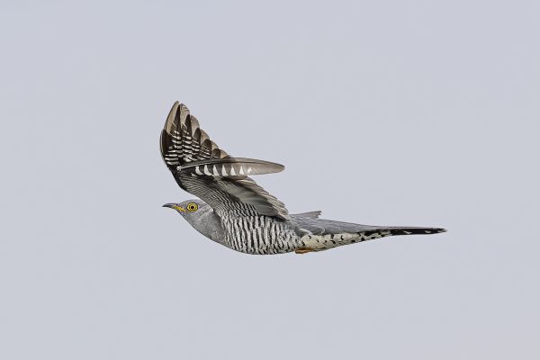 Common Cuckoo