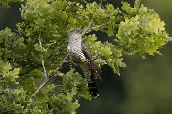 Common Cuckoo