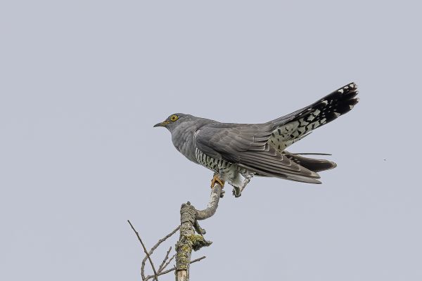 Common Cuckoo