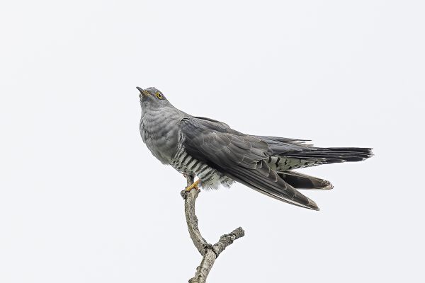 Common Cuckoo