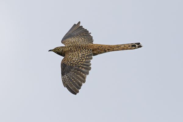 Common Cuckoo