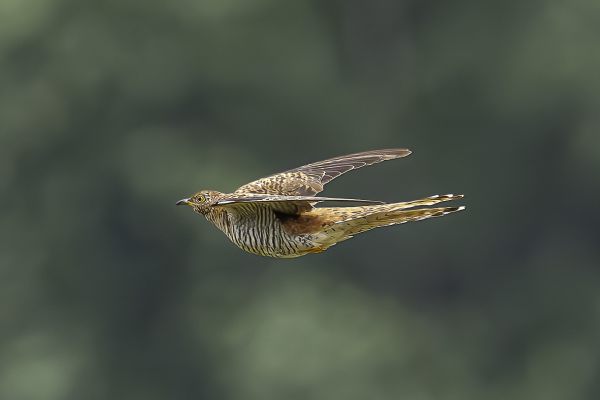 Common Cuckoo