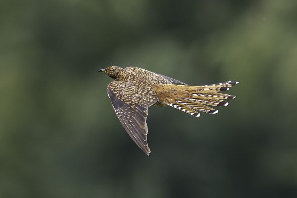 Common Cuckoo