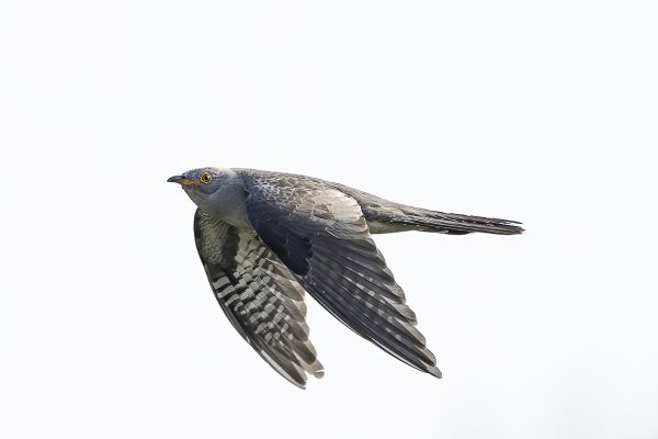 Common Cuckoo