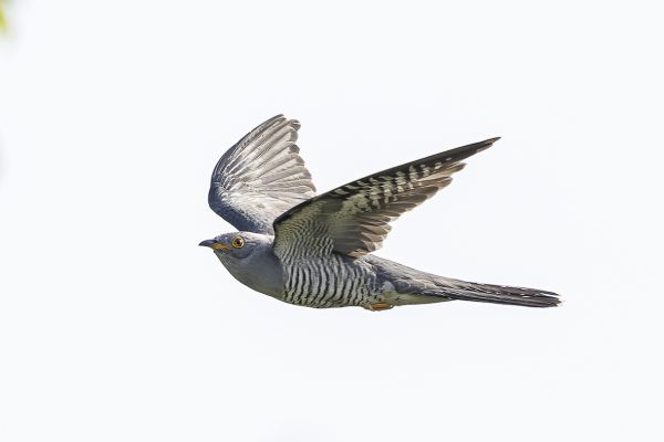 Common Cuckoo
