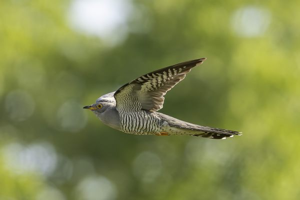 Common Cuckoo
