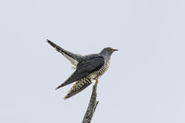 Common Cuckoo