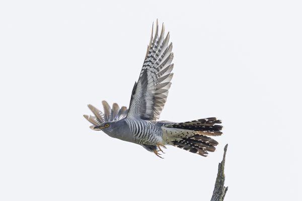 Common Cuckoo