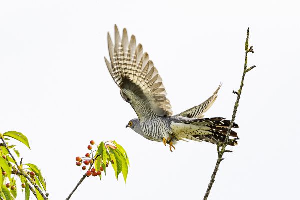 Common Cuckoo