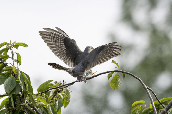 Common Cuckoo