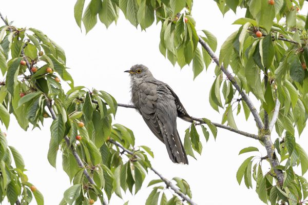 Common Cuckoo
