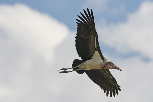 Marabou Stork