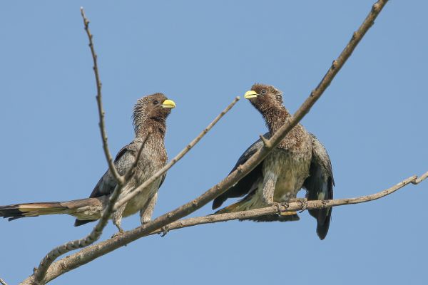 Eastern grey plantain eater