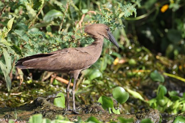 Hamerkop