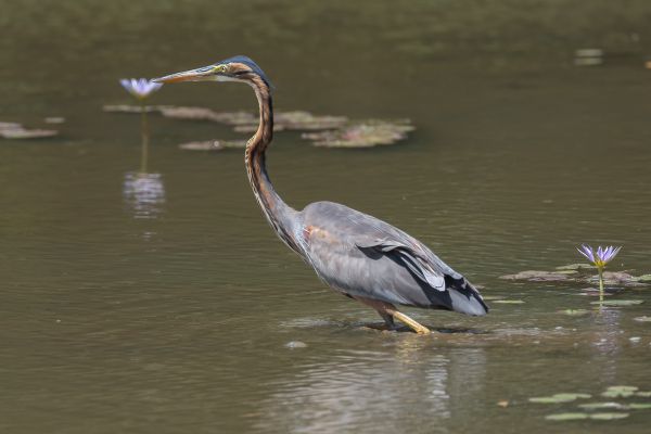 Purple Heron