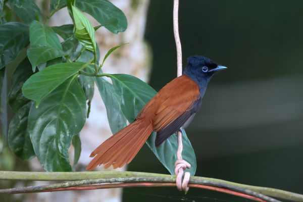 African Paradise-Flycatcher