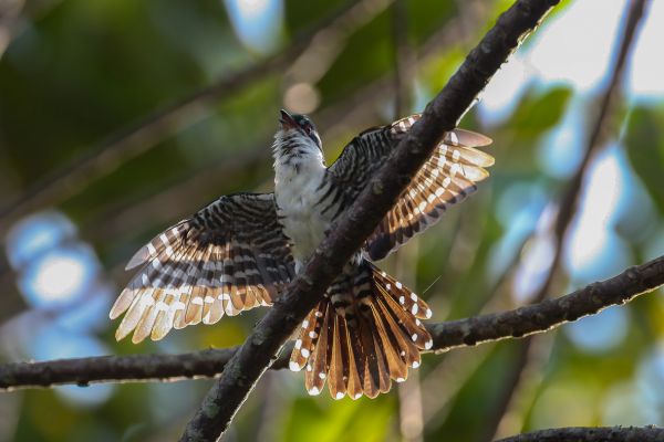 Dideric Cuckoo