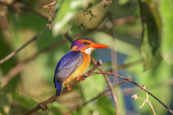 Malachite Kingfisher