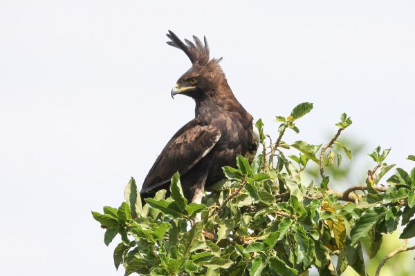 Long-crested Eagle