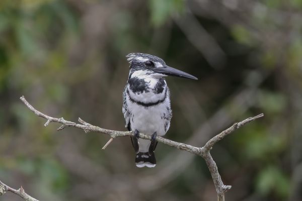 Pied Kingfisher