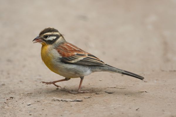 African Golden-breasted Bunting