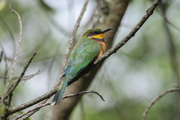 Blue-breasted Bee-eater