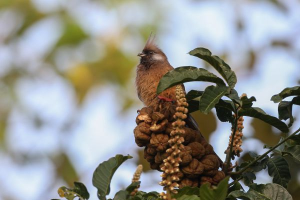 Speckled Mousebird