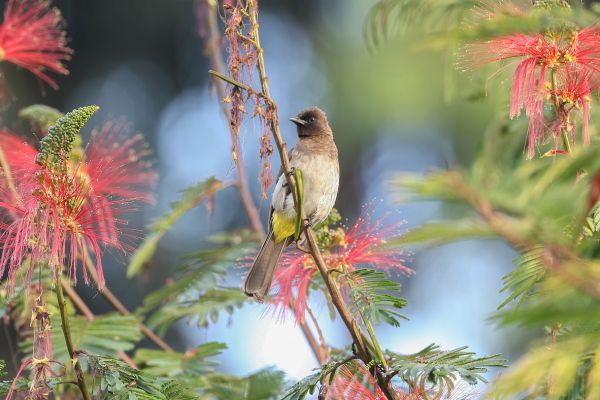 Dark-capped Bulbul